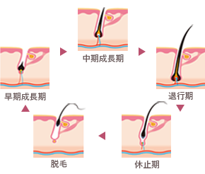 健康的なヘアサイクル